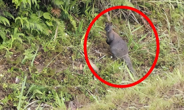 Bất ngờ xuất hiện ba con chuột túi ngoài tự nhiên ở Cao Bằng