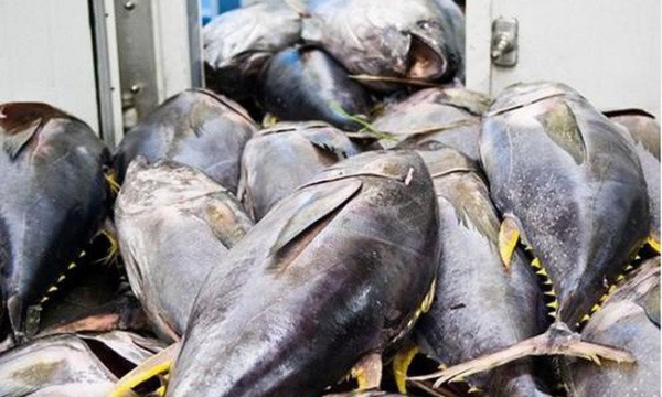 Xuất khẩu cá ngừ đứng top 3 xuất khẩu các mặt hàng thủy sản
