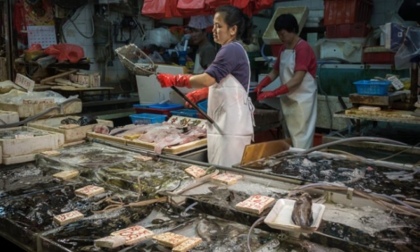 5 loại cá cực ngon nhưng chứa chất kịch độc gây tử vong, có loại người Việt mua ăn rất nhiều