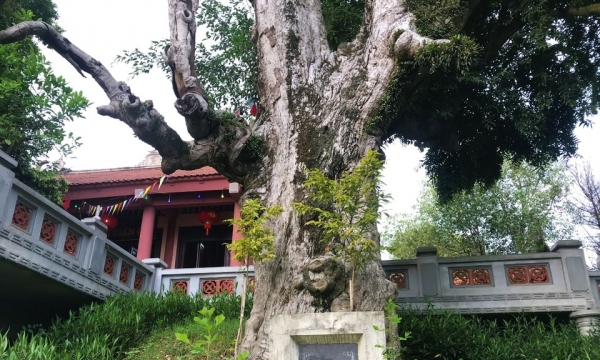 Chiêm ngưỡng “đại mộc thần” hơn 2.000 năm tuổi trong ngôi đền cổ, được trao danh hiệu 'cây di sản Việt Nam'