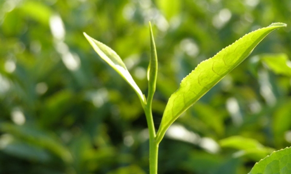 Loại cây là ‘vàng xanh’ của Việt Nam được các nước thi nhau săn lùng, thu về trăm triệu USD nhờ xuất khẩu