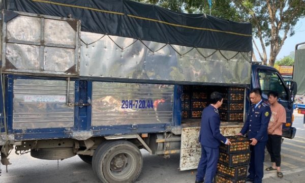 Ngăn chặn 350 kg quả quýt không rõ nguồn gốc tại Lào Cai