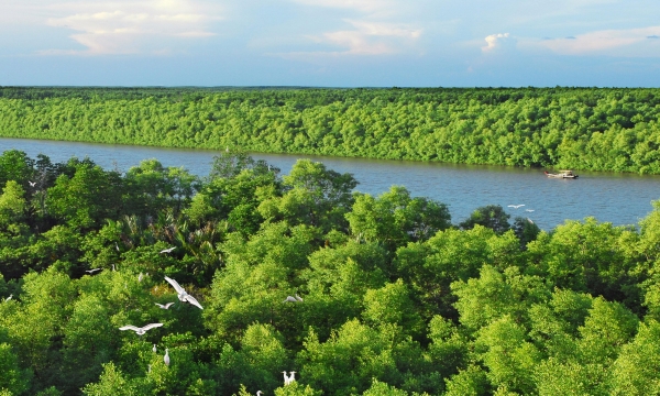 Khu dự trữ sinh quyển thế giới đầu tiên tại Việt Nam được UNESCO công nhận rộng hơn  75.000ha, chứa rừng ngập mặn là Di tích lịch sử quốc gia