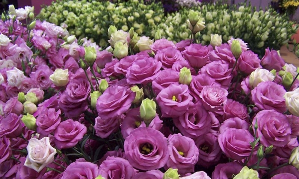 5 loại hoa nên cắm trên bàn thờ dịp Tết để rước lộc vào nhà, may mắn cả năm