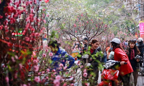Hà Nội: Tổ chức 83 chợ hoa phục vụ Tết Nguyên đán