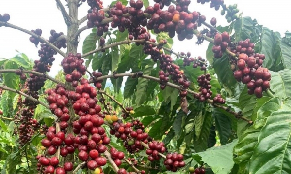 Giá cà phê Việt Nam sẽ tăng cao ít nhất đến tháng 4/2024