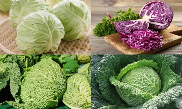 Top 4 loại rau xanh giá rẻ không lo thuốc trừ sâu vừa ngon vừa giúp phòng ngừa ung thư hiệu quả