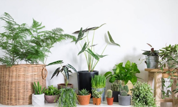 5 loại cây cảnh trồng trong nhà vừa đẹp lại giúp thanh lọc không khí, tốt cho sức khoẻ