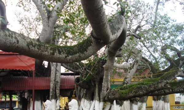 Cây đa cổ thụ 13 gốc lớn nhất Việt Nam cao 10m, có tuổi đời trên 300 năm, được công nhận là cây di sản