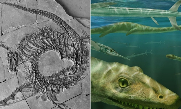 Phát hiện hóa thạch hoàn chỉnh 'rồng Trung Quốc' sống cách đây 240 triệu năm