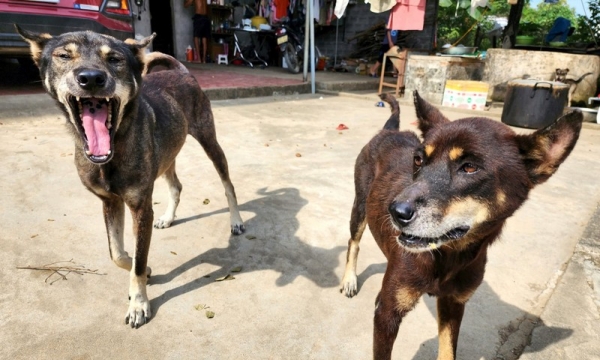 Quảng Ninh: Công bố bệnh dịch dại sau khi một chó cắn 14 người