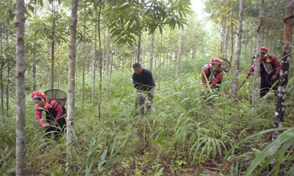 Khắc phục những hạn chế, yếu kém trong công tác quản lý, bảo vệ và phát triển rừng