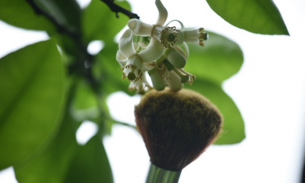 Người dân Hà Thành thay ong bướm 'se duyên' cho bưởi thụ phấn