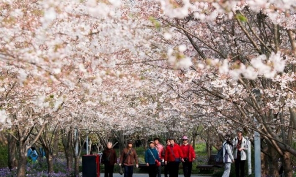 Mùa xuân Thượng Hải có gì khiến lữ khách say lòng?
