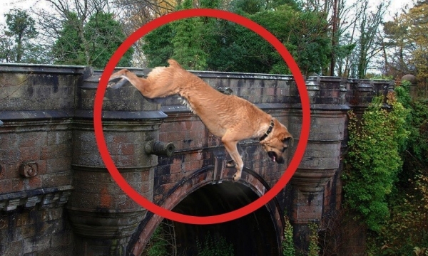Giải mã bí ẩn về cây cầu tử thần khiến hàng trăm chú chó 'phi thân' tự tử