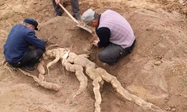 Lão nông đào được củ nhân sâm gần 100kg gây chấn động cả vùng, chuyên gia đến thẩm định: Báu vật này hàng trăm năm tuổi!
