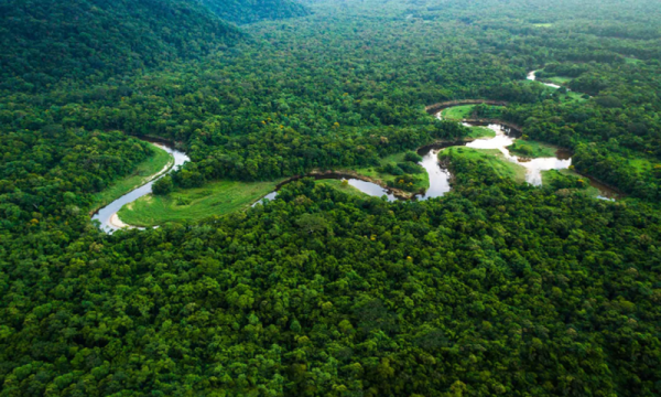 Tiêu chuẩn tín chỉ carbon rừng: Bảo vệ môi trường và ứng phó với biến đổi khí hậu