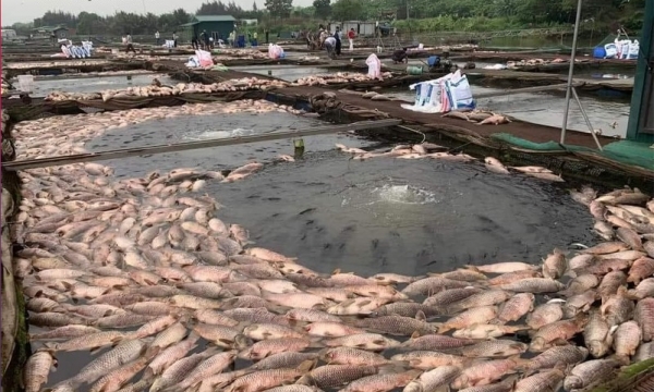 Hơn 300 tấn cá lồng trên sông Thái Bình chết: Có ảnh hưởng nguồn nước?