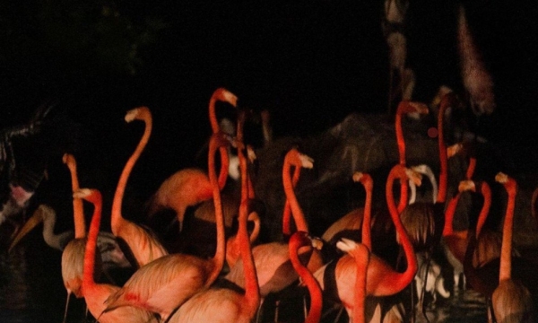 Khám phá bộ đôi trải nghiệm “chạm đến hoang dã” siêu hot tại Vinpearl Safari Phú Quốc