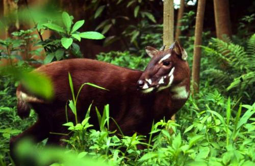 Bất ngờ phát hiện loài thú được xếp hạng ở mức cực kỳ nguy cấp trong Sách đỏ của IUCN tại Việt Nam