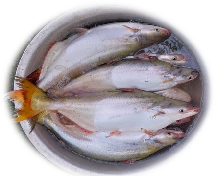 Nâng cao hiệu quả nuôi cá bông lau trong ao đất tại Bến Tre