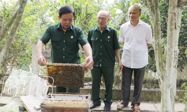 Nuôi ong mật, cựu chiến binh Thái Bình thu 300 triệu mỗi năm