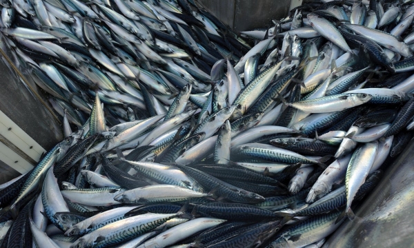 Loại cá giàu Omega-3 hơn cả cá hồi nhưng giá rẻ hơn nhiều, ngăn ngừa cả ung thư, bán sẵn ở chợ Việt