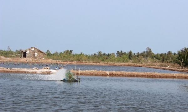 Xây dựng Ninh Thuận thành trung tâm sản xuất tôm giống chất lượng cao của cả nước