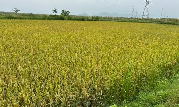 Ứng dụng khoa học công nghệ xây dựng mô hình nuôi rươi kết hợp trồng lúa theo hướng hữu cơ