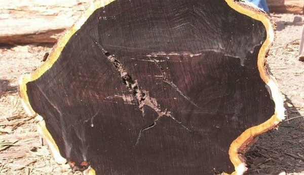 Loại gỗ đen siêu hiếm trên thế giới, giá 300 triệu đồng/m3 vẫn ‘cháy hàng’, mất hơn 2 đời người cây mới trưởng thành