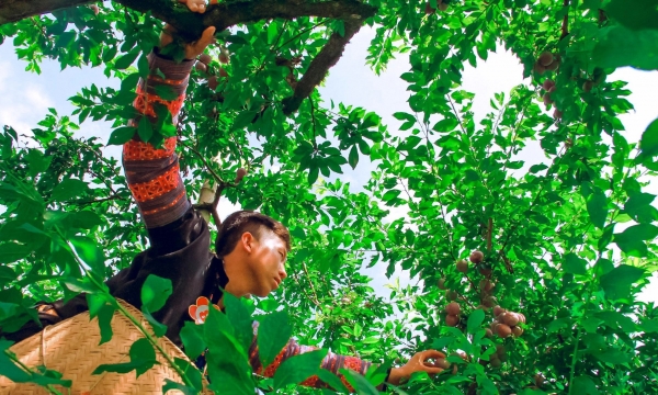 Ngày hội hái quả gắn với bảo vệ môi trường tại Mộc Châu