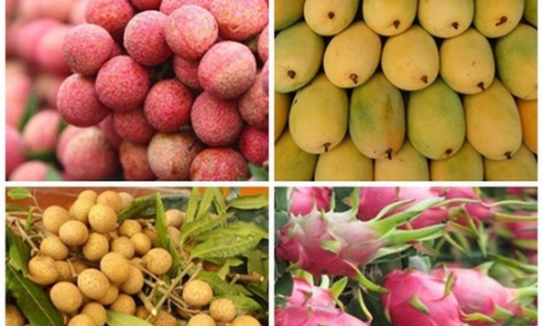 Đáp ứng tiêu chuẩn, rau quả Việt rộng đường xuất khẩu