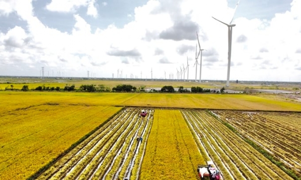 Phát triển bền vững 1 triệu héc-ta chuyên canh lúa chất lượng cao