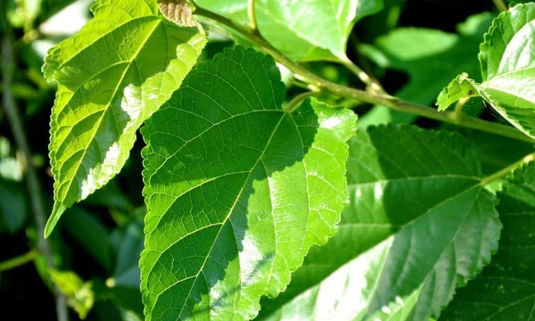 Loại lá mọc dại ở Việt Nam nhưng lại là ‘khắc tinh’ của bệnh tiểu đường, chống béo phì và bảo vệ tim mạch hiệu quả