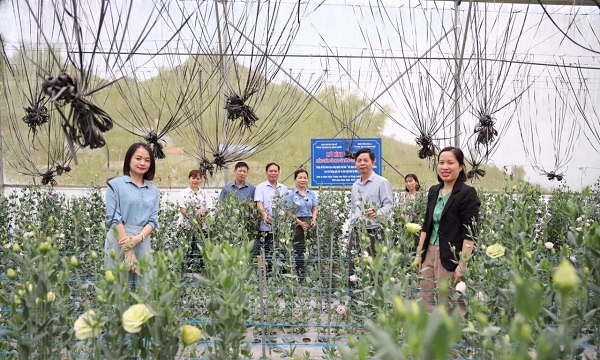 Xây dựng mô hình trồng hoa Cát tường gắn với phát triển du lịch sinh thái tại Vân Hồ