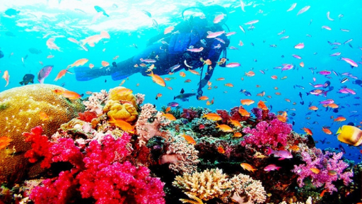 Lặn ngắm san hô tại Vịnh Nha Trang