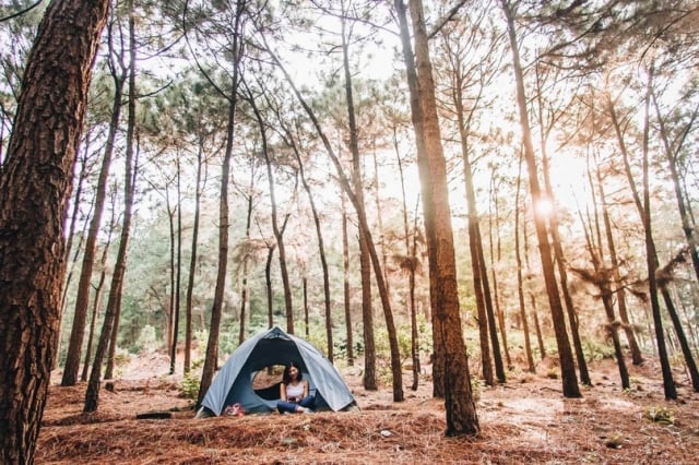 Du khách có thể cắm trại trong rừng thông
