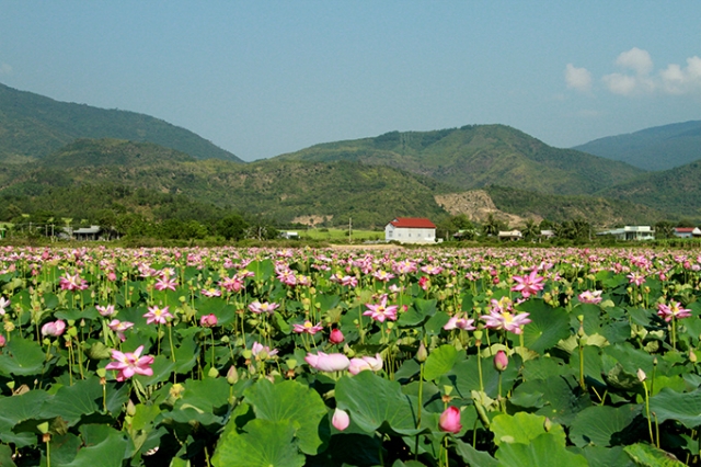 Vẻ đẹp an yên của cánh đồng sen đang vào mùa phía tây huyện Cam Lâm