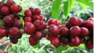 Giá cà phê giảm ba ngày liên tiếp, đang trải qua những biến động mạnh mẽ