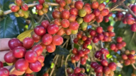 Một tuần đầy biến động, giá cà phê tăng nhẹ