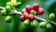 Nguồn cung nội địa dồi dào khiến giá cà phê đồng loạt sụt giảm, Lâm Đồng mất giá nhiều nhất