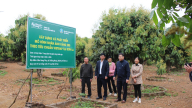 Triển vọng từ giống nhãn ánh vàng 205 trên đất Sơn La