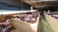 Giá lợn hơi đang giảm quá nhanh, mất mốc 60.000 đồng/kg