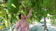Chuyển đổi cơ cấu cây trồng trên đất lúa kiểu gì mà dân Mường Lò ở Yên Bái có thu nhập cao hơn hẳn?