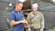 Nuôi con bé xíu, chỉ ưa ẩm lạnh, anh nông dân Tuyên Quang biến chất thải chăn nuôi thành “vàng đất”