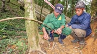 Chuột sâm, con vật hoang dã quái ác chuyên rình 'ăn trộm của quý' từ rừng ở Kon Tum
