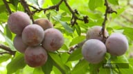 Một nơi ở Mộc Châu có người trồng mận hậu trái căng mọng, cả làng phục lăn
