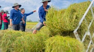 Chỉ cần đem rơm ra khỏi ruộng, nông dân có thể đạt lợi nhuận 133 triệu đồng/ha/năm