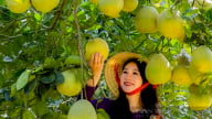Trước sáp nhập, dự kiến Hòa Bình, Vĩnh Phúc, Phú Thọ: Bưởi Đoan Hùng, cam Cao Phong liệu có mất tên?