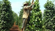 Giá tiêu nội địa cao nhờ nông dân bán cầm chừng, nguy cơ giảm năng suất tiêu vẫn hiện hữu